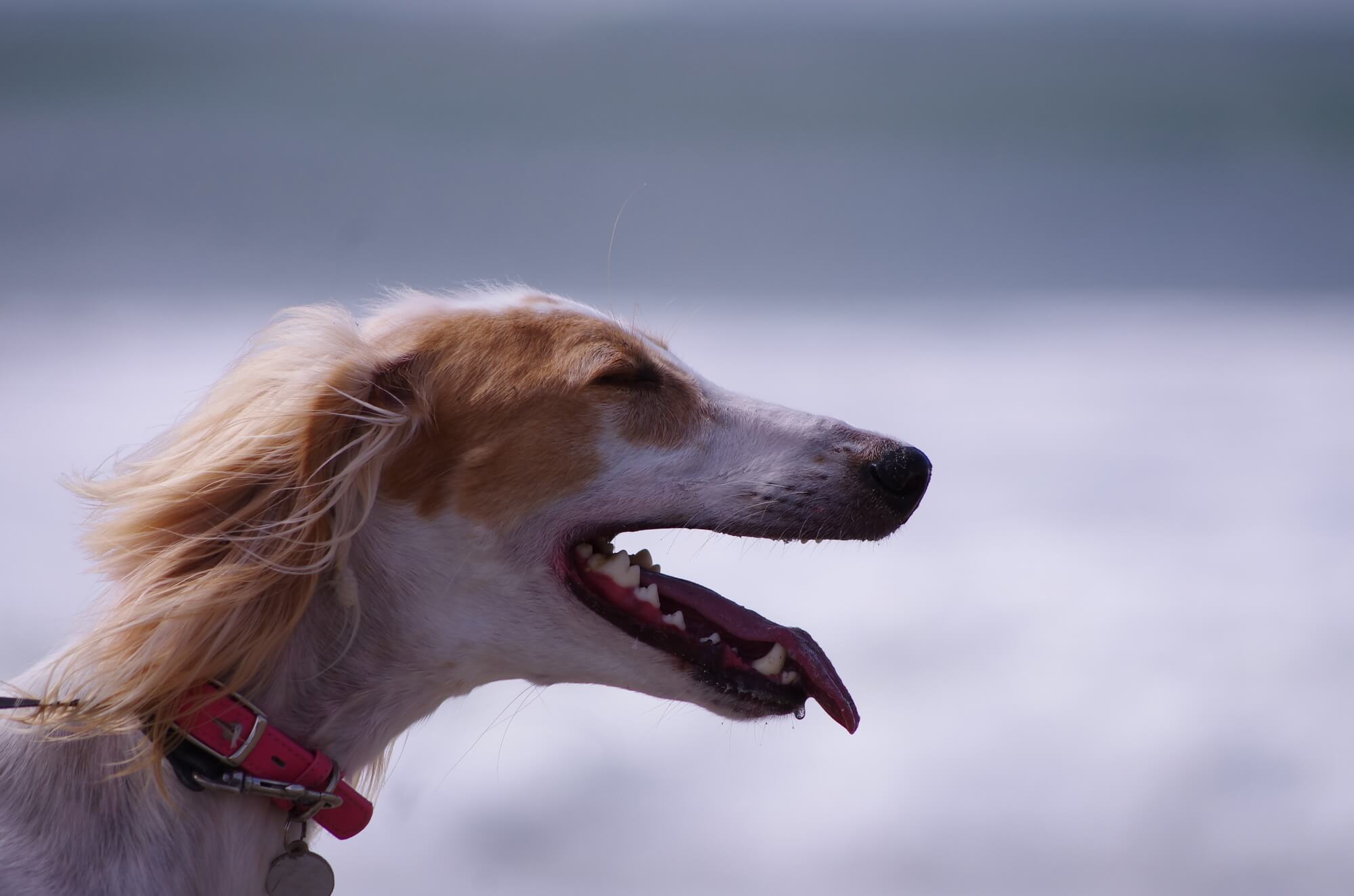 サルーキーの性格を理解して、優雅で心地よい暮らしを始めよう